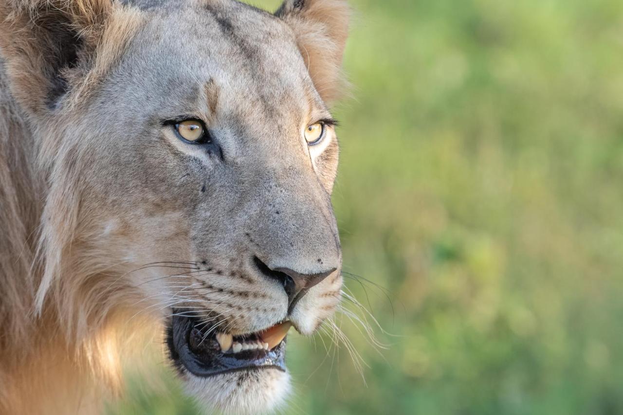 Mavela Game Lodge Mkuze エクステリア 写真