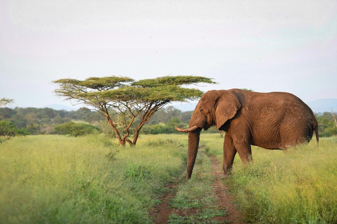 Mavela Game Lodge Mkuze エクステリア 写真